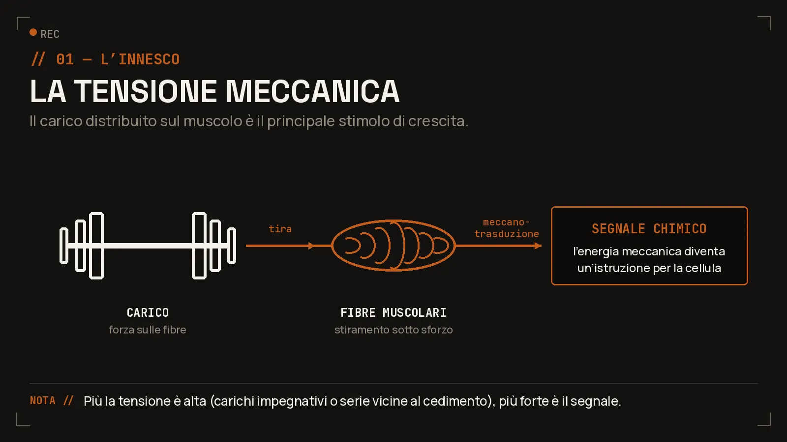 La tensione meccanica: la forza che le fibre muscolari generano sotto carico è il segnale primario che il muscolo percepisce per crescere.