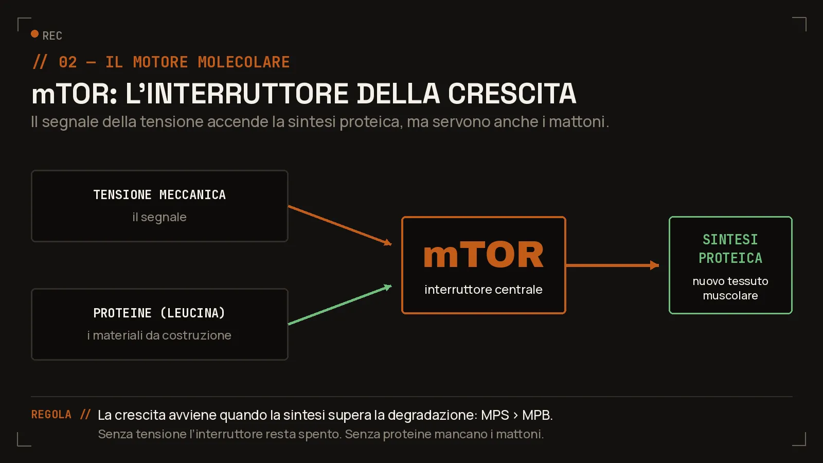 La meccanotrasduzione: l’energia meccanica viene convertita in segnali chimici che attivano la via mTOR, l’interruttore centrale della sintesi proteica.